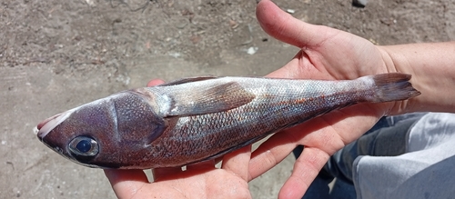 Pacific sandperch (Prolatilus jugularis) — Pinguipedidae — 2