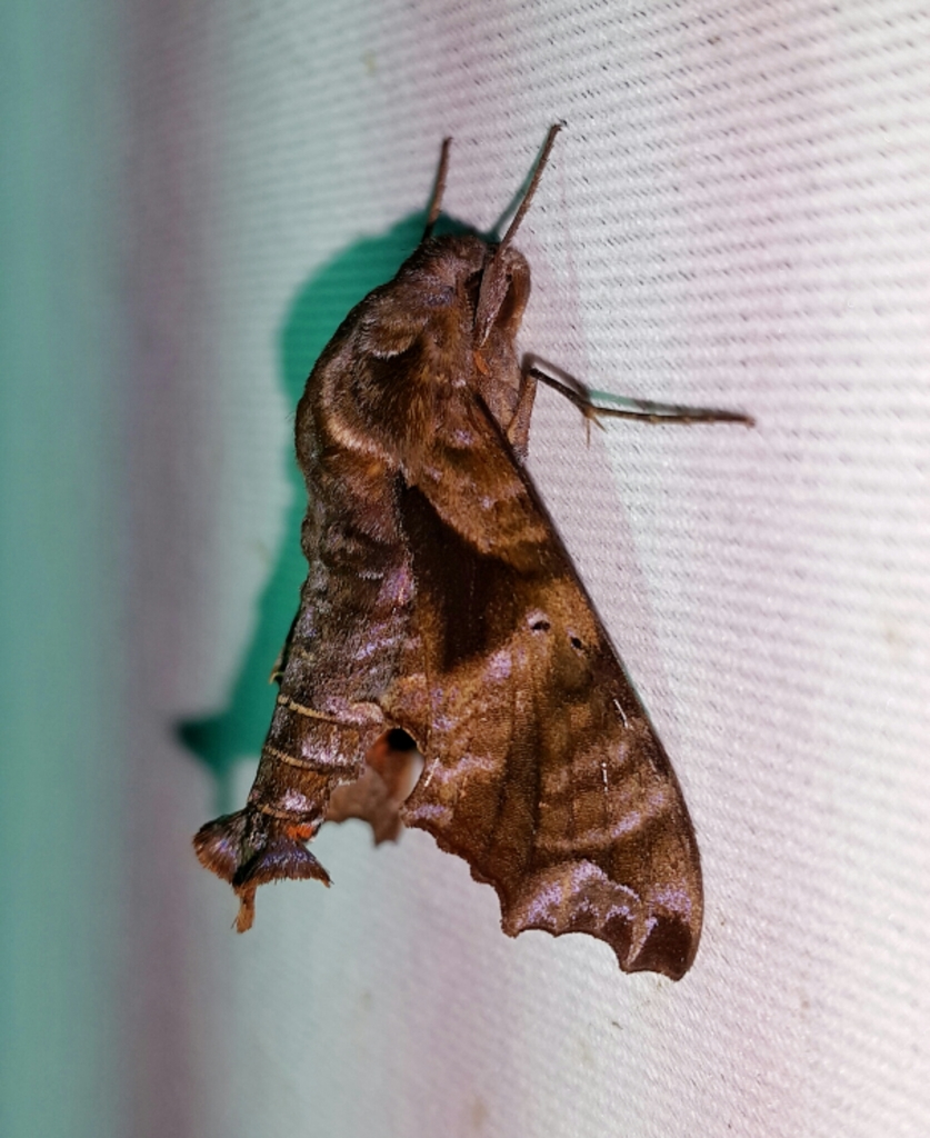 Nyceryx eximia