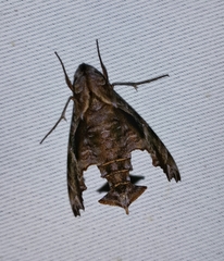 Nyceryx eximia