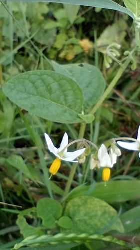 Solanum aloysiifolium, photograph 1