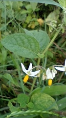 Solanum aloysiifolium