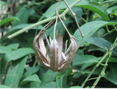 Aristolochia maxima