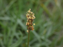 Plantago alpina