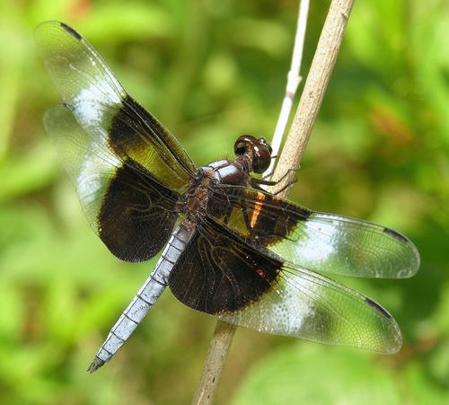 Widow skimmer