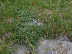 Plantago alpina