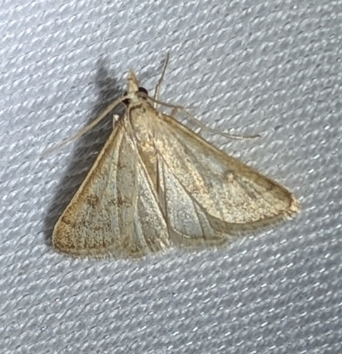 Sedenia achroa