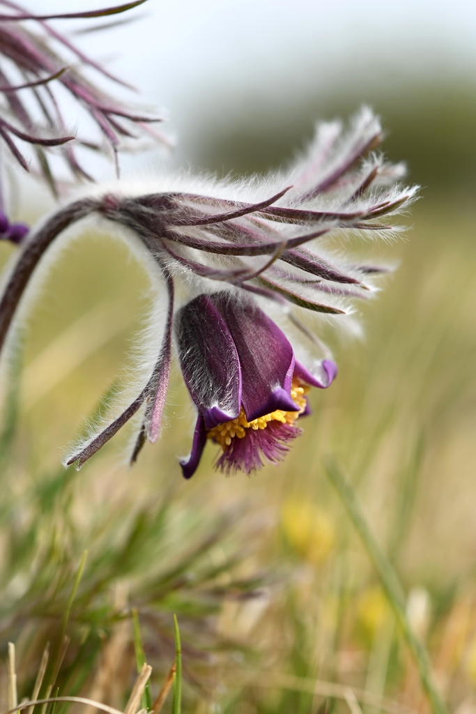 Pulsatilla zimmermannii