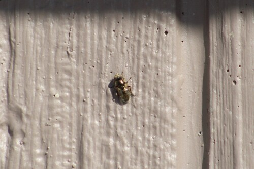 Unknown species found near Canyon County, ID, USA