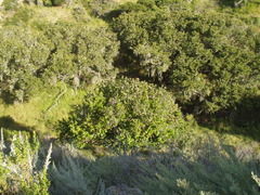 Prunus ilicifolia lyonii