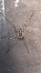 Dasylobus graniferus