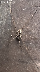 Dasylobus graniferus