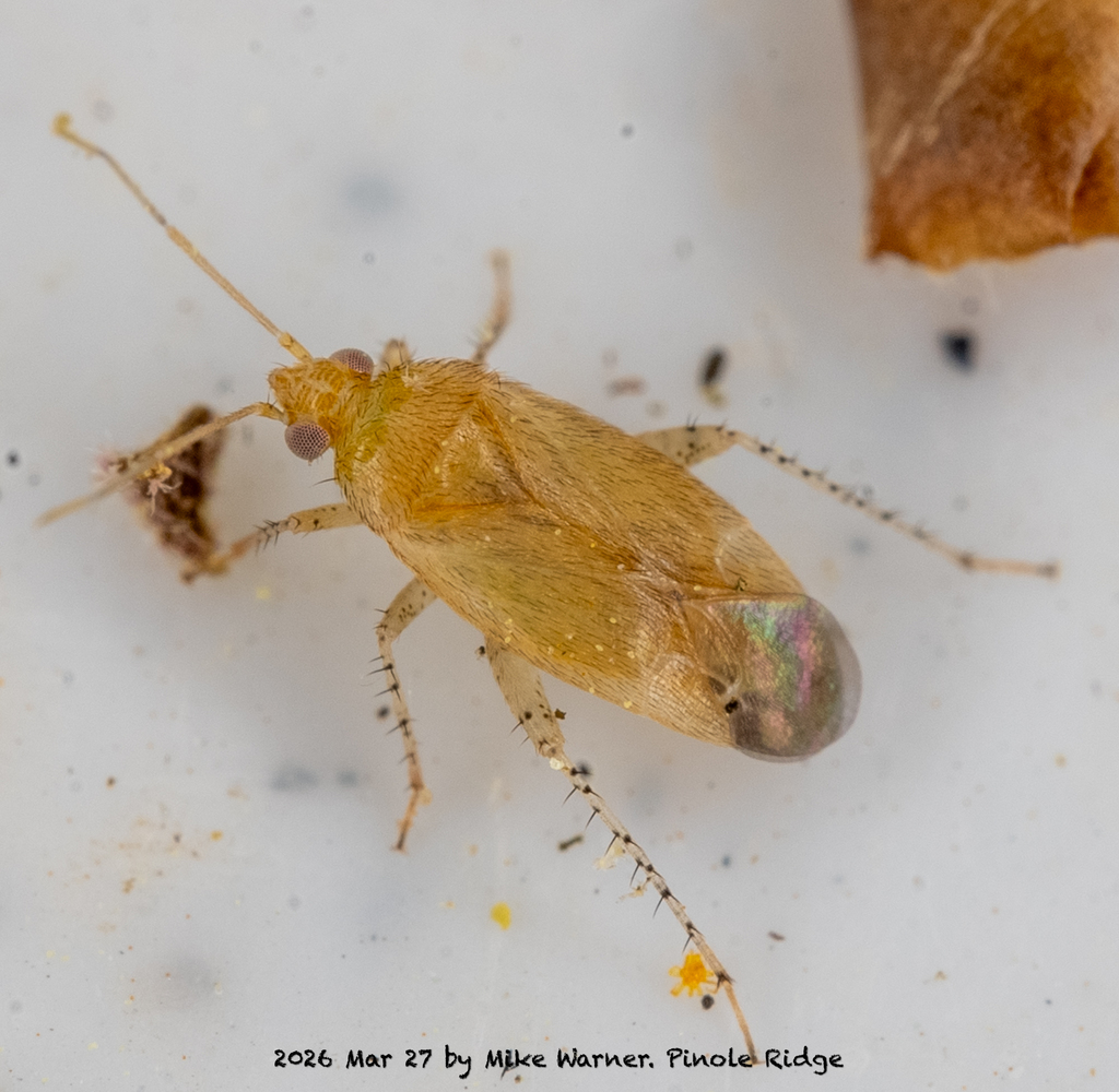 Plagiognathus guttatipes