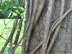 Fridericia mollissima