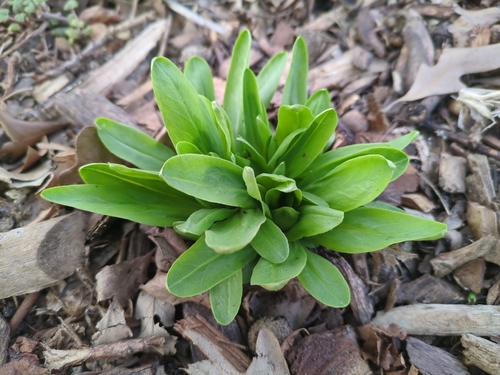 Dodecatheon meadia
