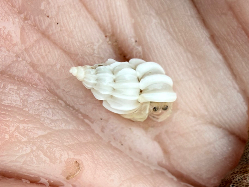 Epitonium angulatum observed 2026-03-28