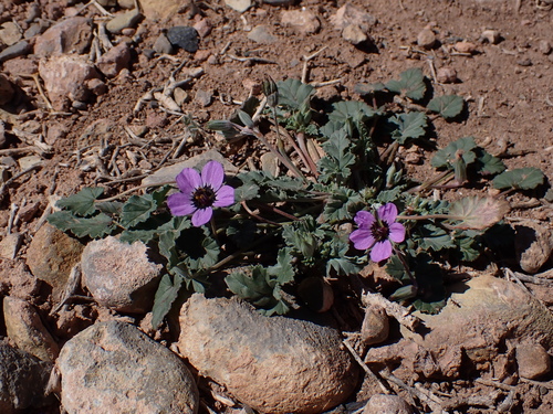 Erodium guttatum