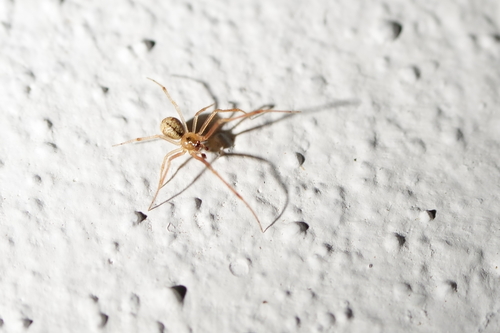 Agnyphantes expunctus