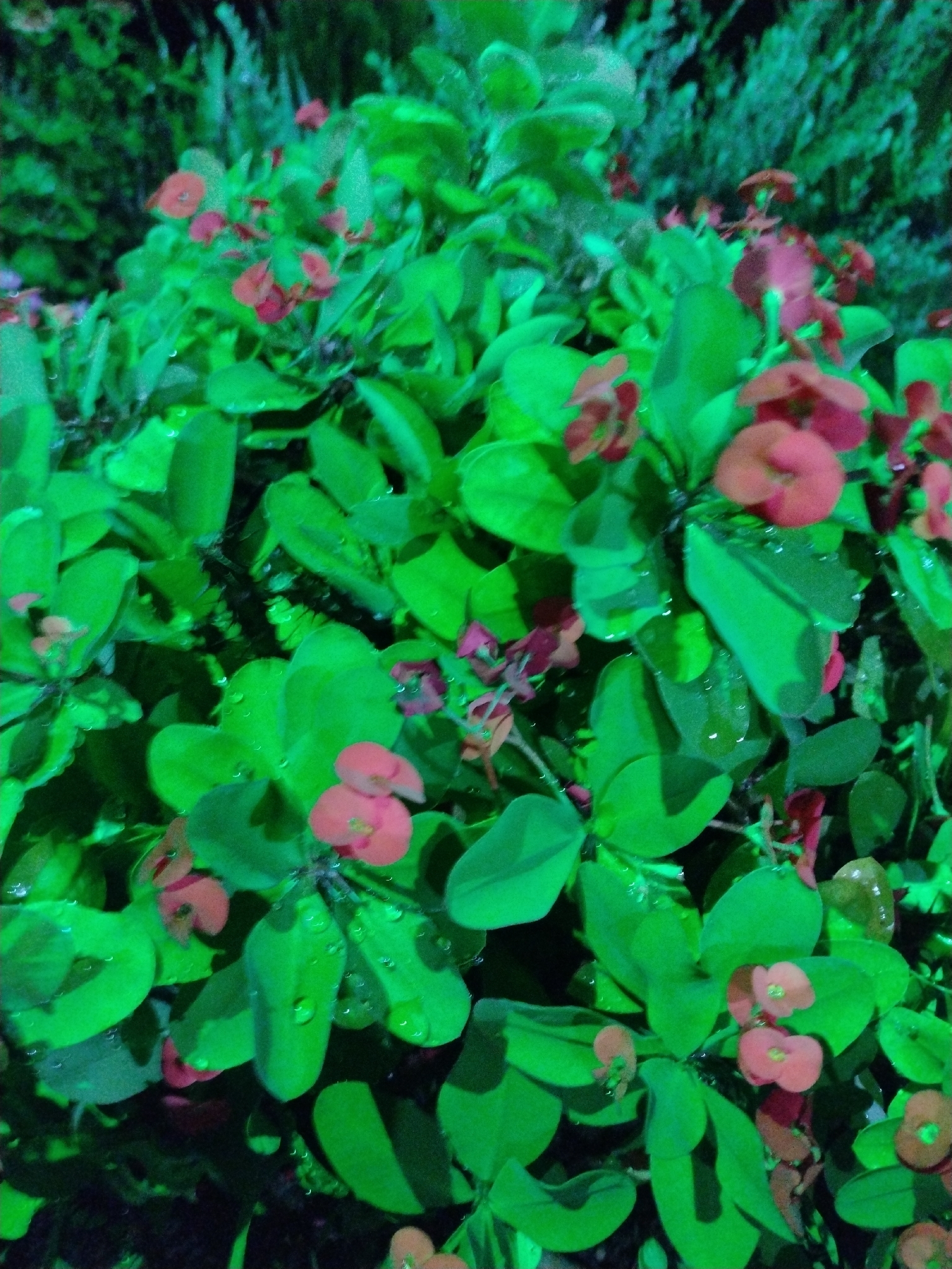 Euphorbia milii