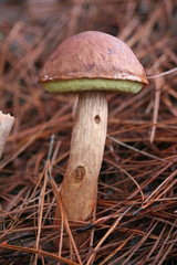 Aureoboletus projectellus