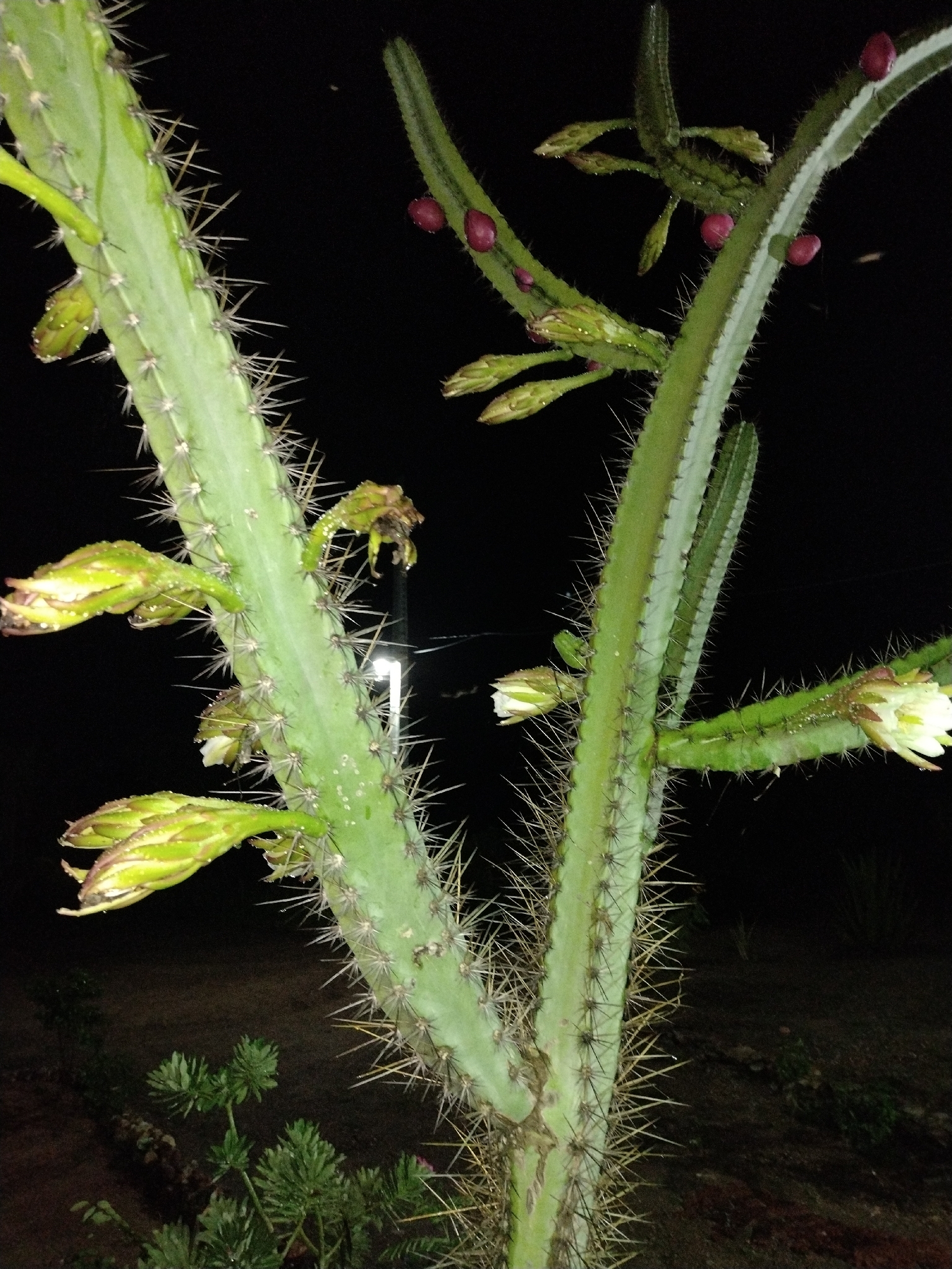 Cereus jamacaru