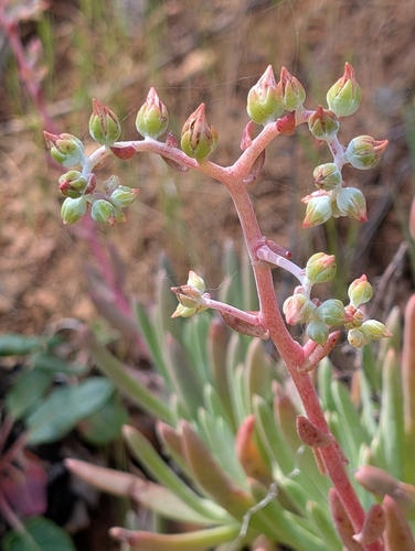 Catalina Liveforever (Dudleya virens)