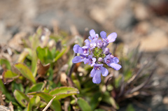 Scabiosa lacerifolia