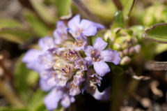 Scabiosa lacerifolia