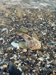 Cano Toadfish photo 1