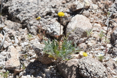 Trichoptilium incisum