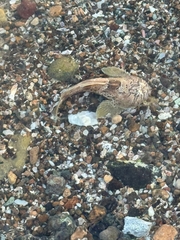 Cano Toadfish photo 2