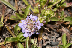 Scabiosa lacerifolia