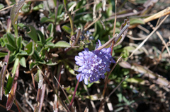 Scabiosa lacerifolia