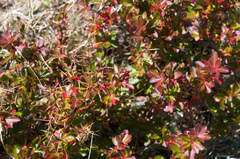 Berberis morrisonensis