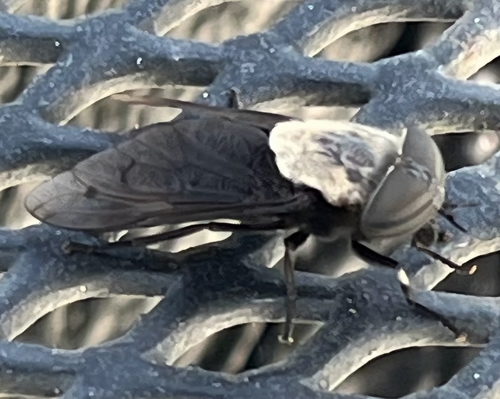 Unknown species found near Guajome, Oceanside, CA, USA