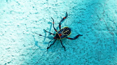 Pachylis acutangulus