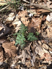 Phacelia bipinnatifida