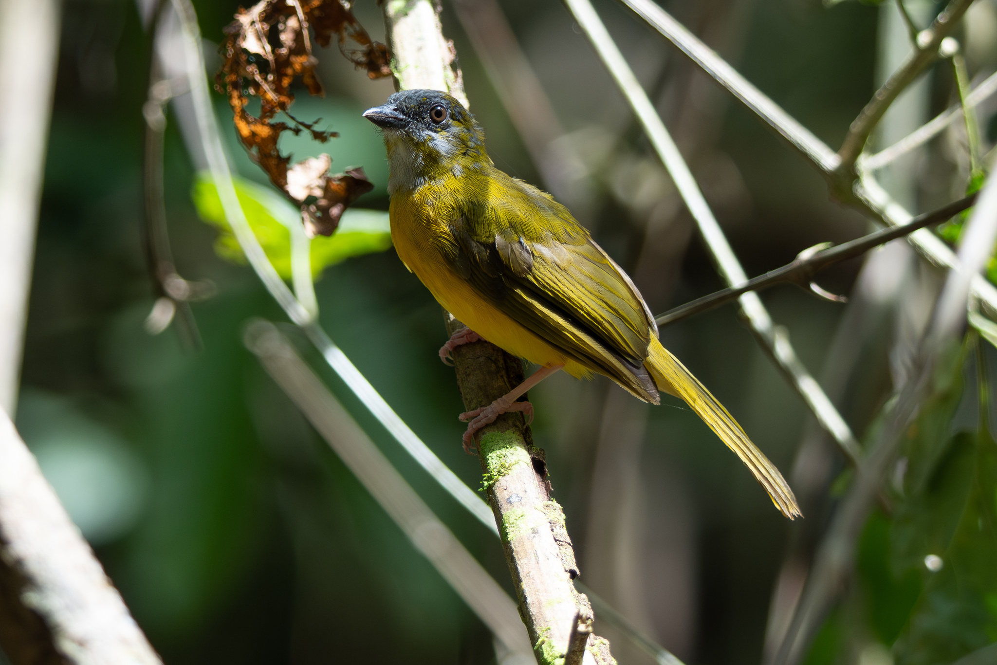 Grey-headed Tanager (Eucometis penicillata), photo 7