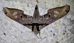 Adhemarius gannascus