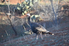 Meleagris gallopavo intermedia