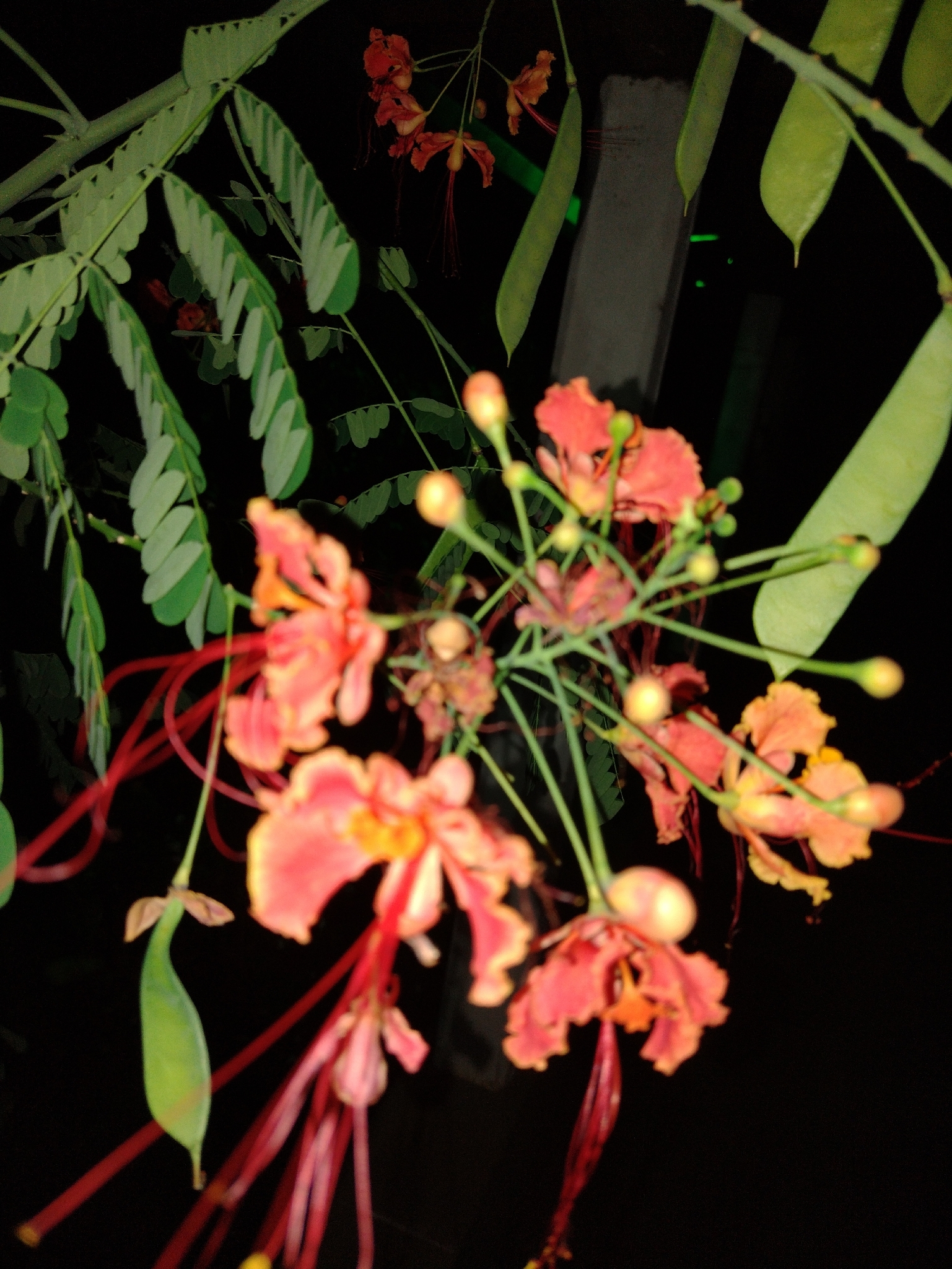 Caesalpinia pulcherrima