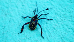 Pachylis acutangulus