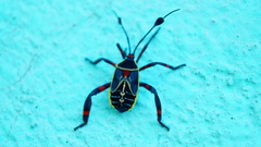 Pachylis acutangulus