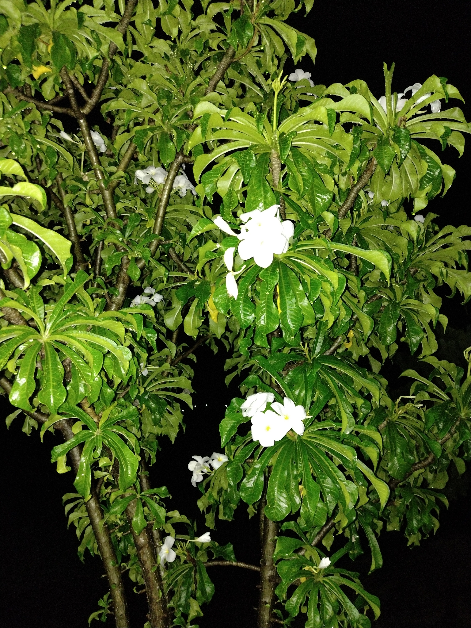 Plumeria pudica
