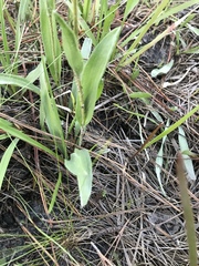 Pityopsis oligantha