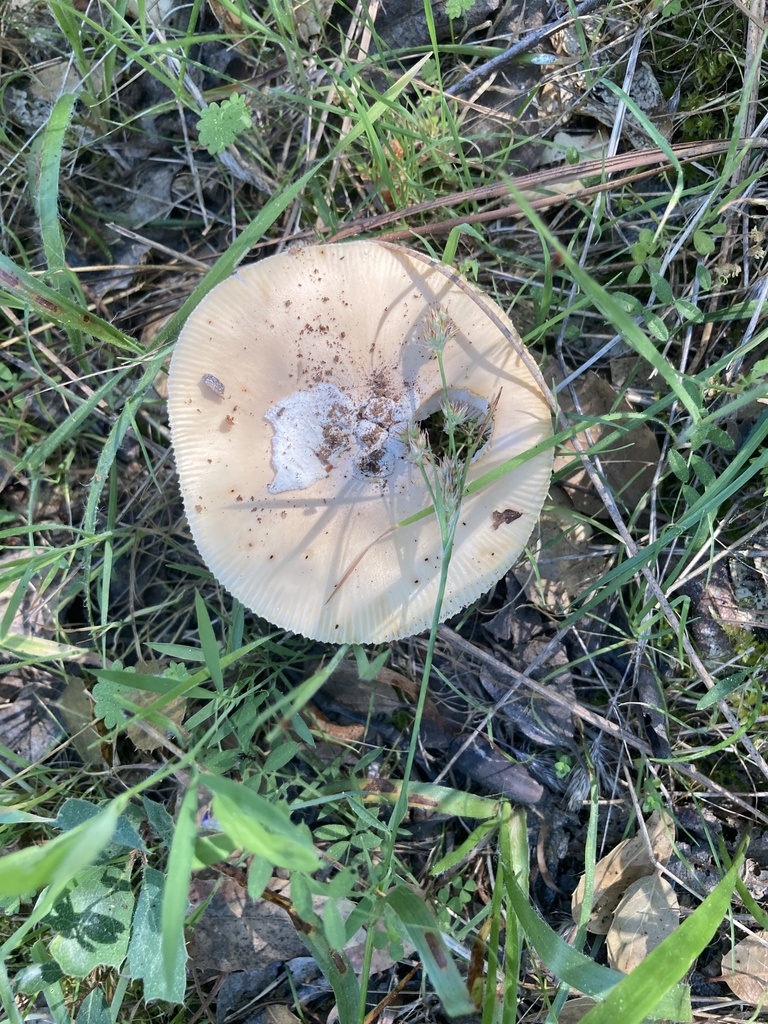 Amanita velosa · March 2026 · photo: © serpophaga (iNaturalist, cc-by)
