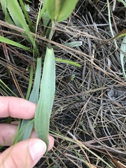 Pityopsis oligantha