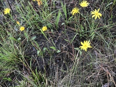 Pityopsis oligantha