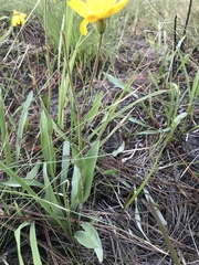 Pityopsis oligantha
