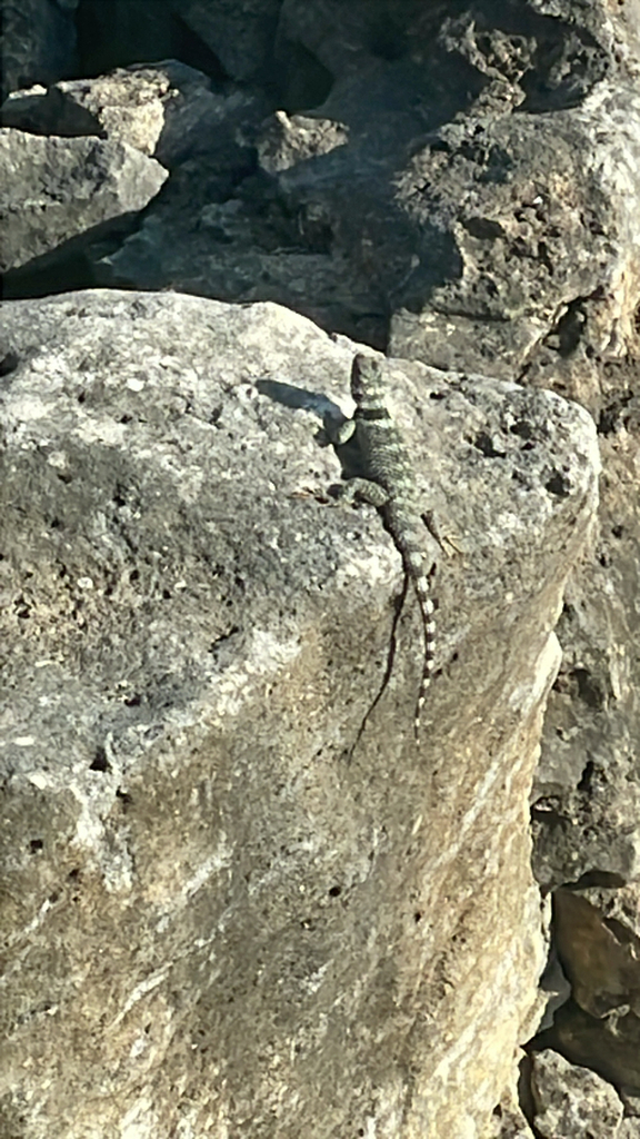 Crevice Spiny Lizard from SH-39, Hunt, TX, US on March 28, 2026 at 05: ...