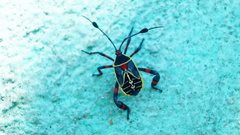 Pachylis acutangulus